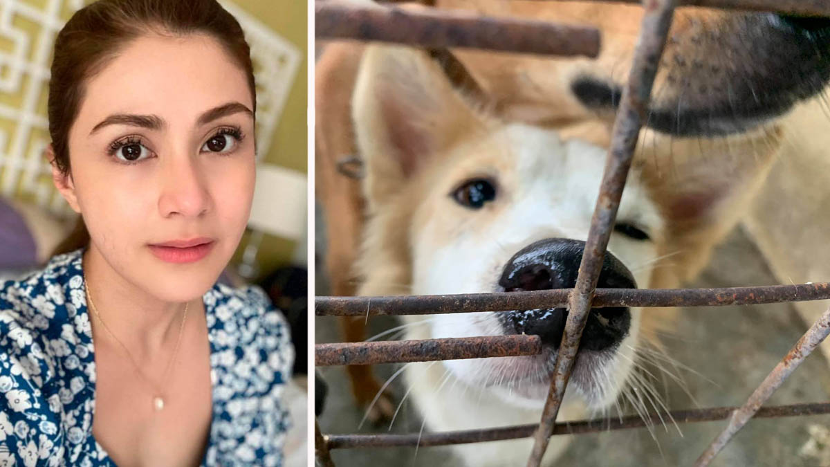 Carla Abellana lauds animal welfare group for rescuing dogs set to be  euthanized 