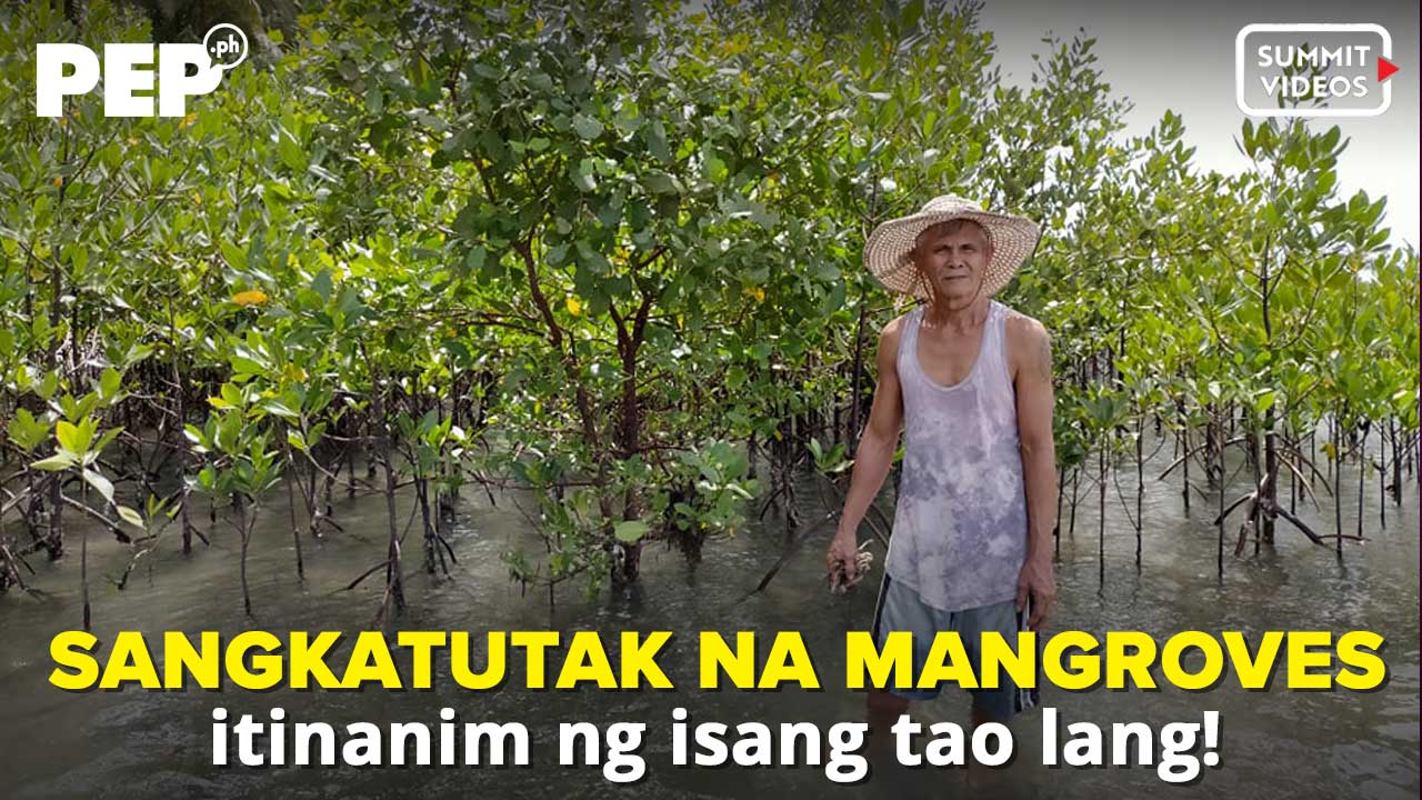 Lalaki Mag Isang Nagtanim Ng 10000 Mangroves Matapos Na Ma Yolanda