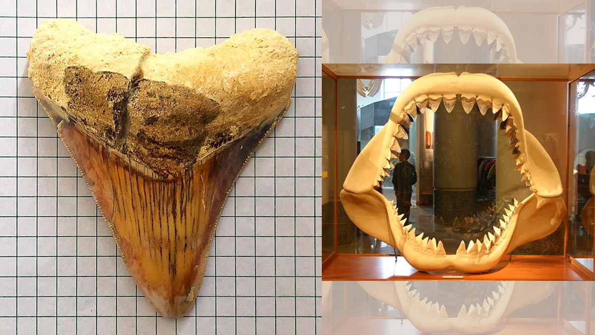 Fossil tooth of world's biggest shark discovered in Bohol | PEP.ph
