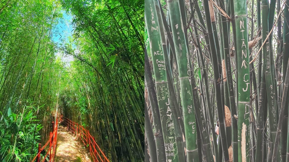 Baguio Bamboo Ecopark