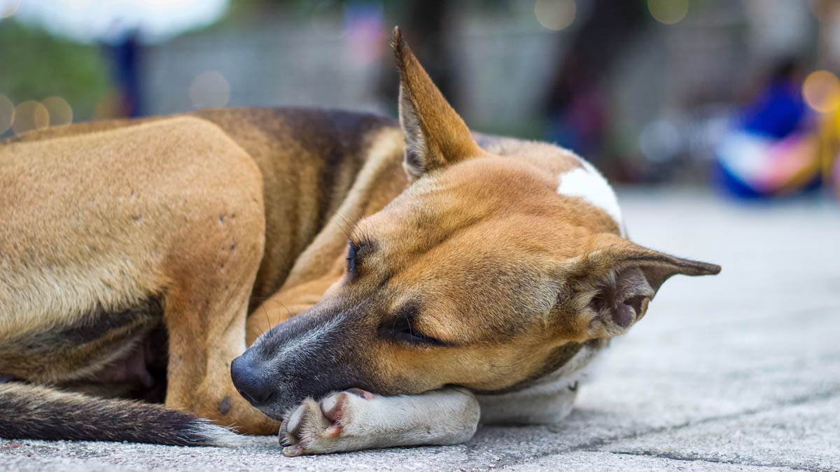 Valenzuela City microchipping pet dogs
