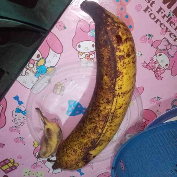 The size of giant banana compared to regular one