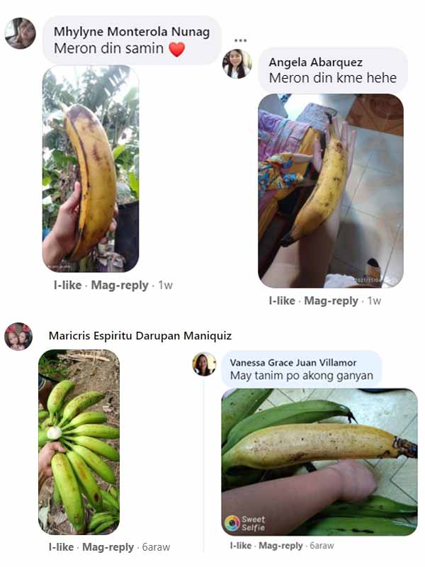 Netizens show their own giant banana fruit
