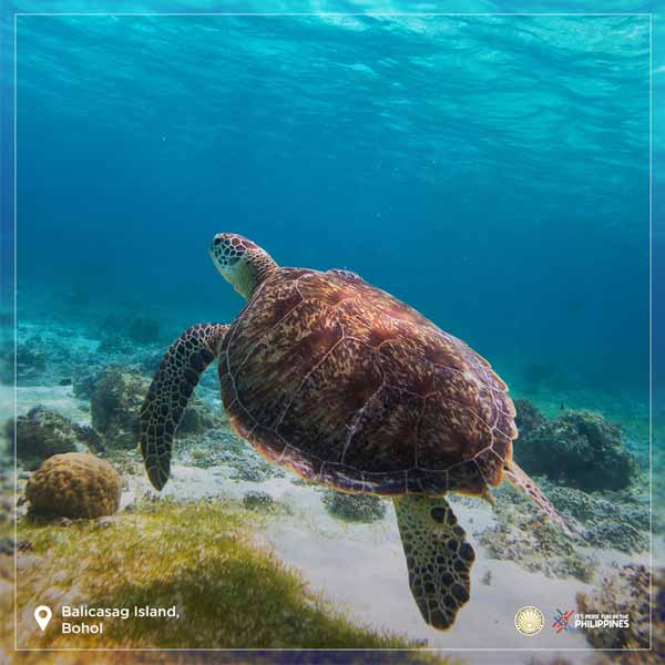 Marine turtle at Balicasag Island