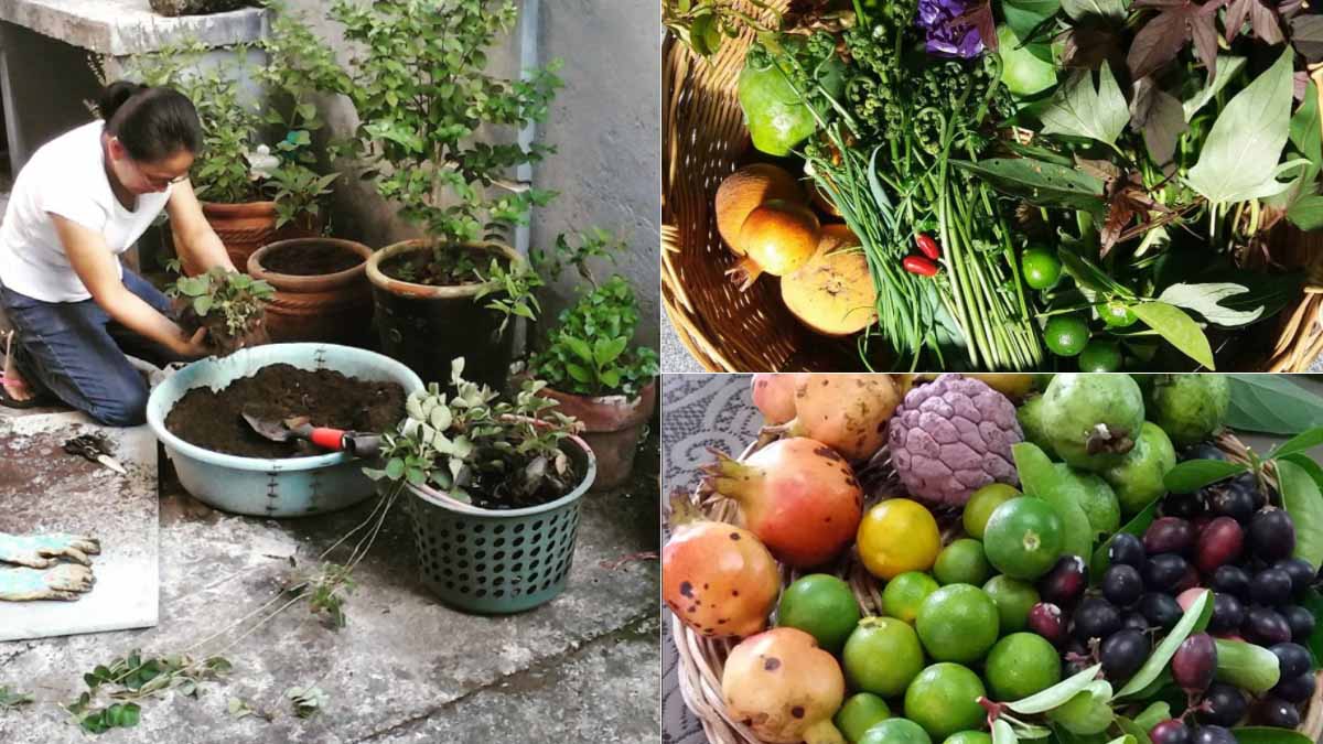 Medge de Vera planting, and her produce from her food forest 