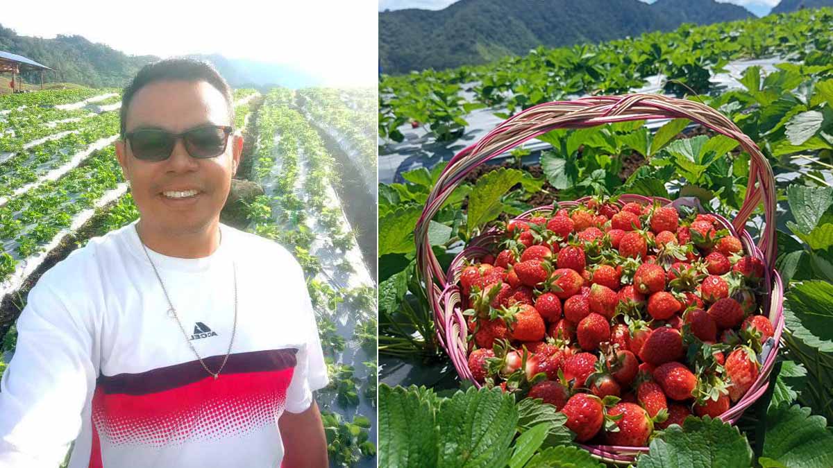 Larry Yorong Mansog at his strawberry farm.