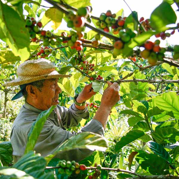 A farmer picking coffee cherries.