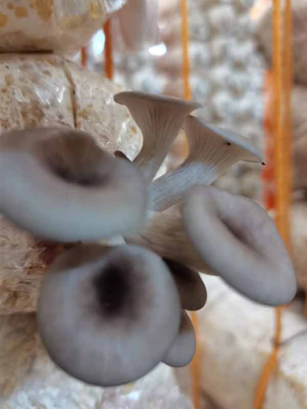 A mushroom variety