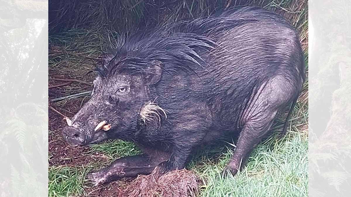 A Philippine warty pig 