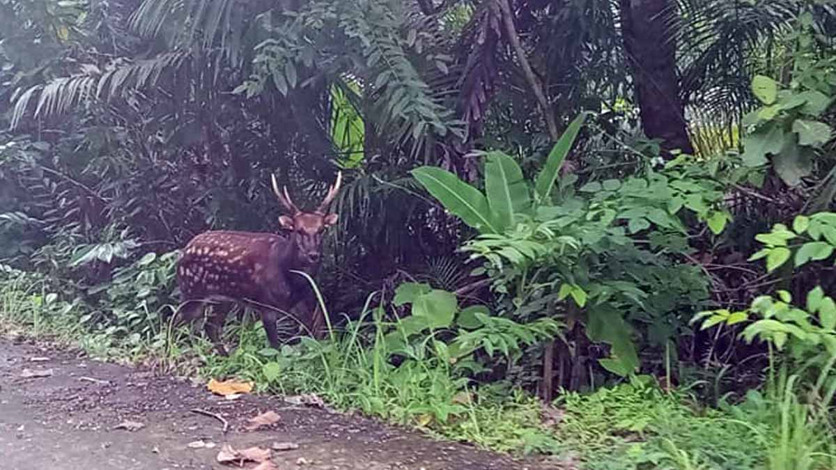 The spotted Visayan spotted deer