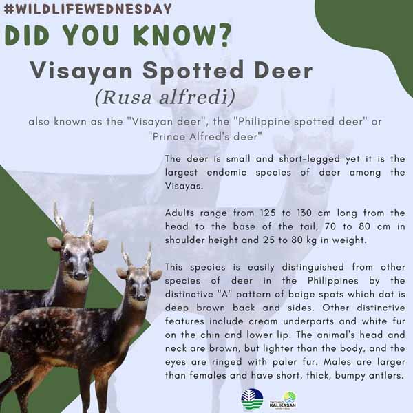 The Visayan spotted deer description
