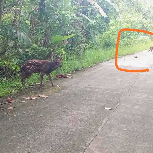 The spotted Visayan spotted deer has a companion