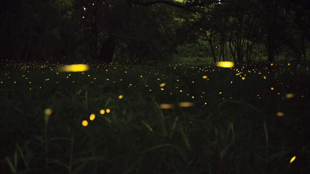 fireflies 
