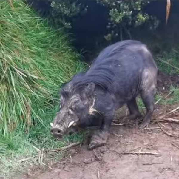 The wild pig at Mt. Apo