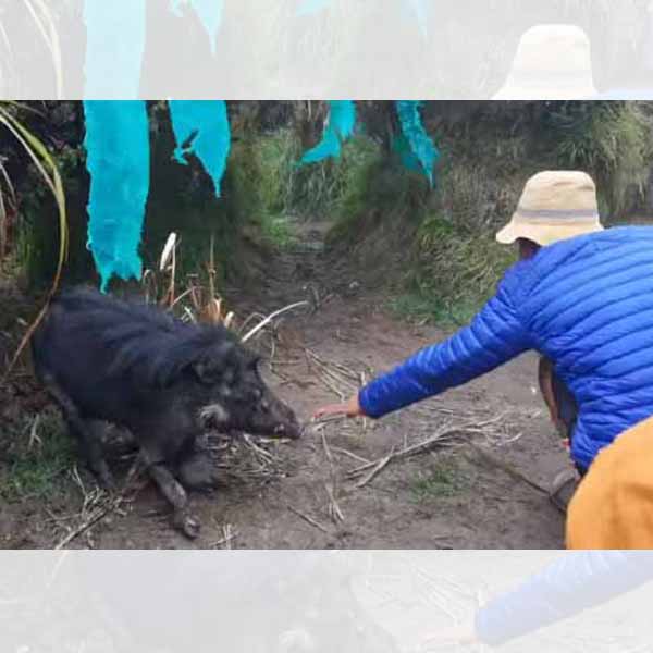 Hiker about to touch the wild pig at Mt. Apo