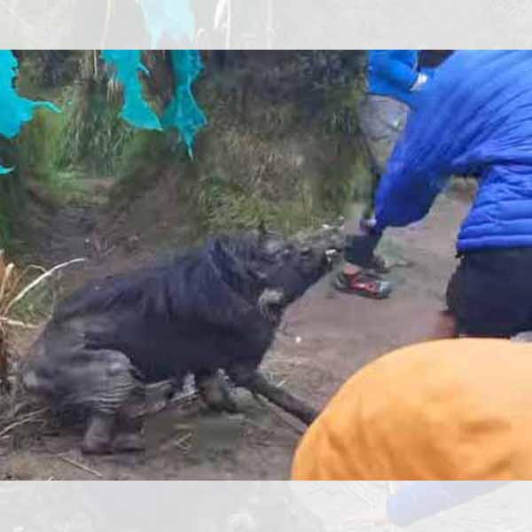 The wild pig at Mt. Apo attacks the hiker.