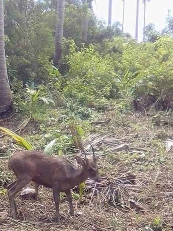 Rare sighting of Philippine Sambar, also called Marinduque Brown Deer