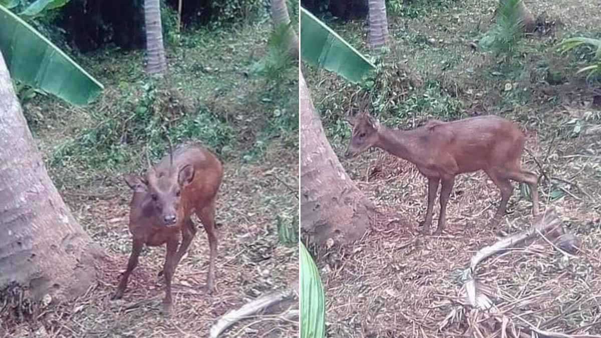 Rare sighting of Philippine Sambar, also called Marinduque Brown Deer