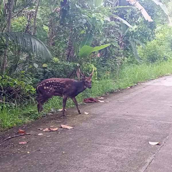 Visayan spotted deer.