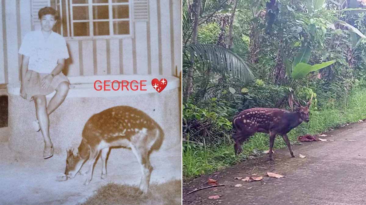 George, the Visayan spotted deer in undated photo. At right is the Visayan spotted deer seen in Panay just recently.