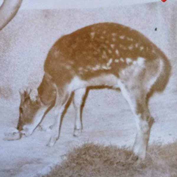 George, the Visayan spotted deer in undated photo. 