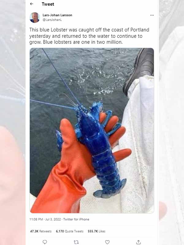 Lars-Johan Larsson tweets about his extremely rare blue lobster catch.