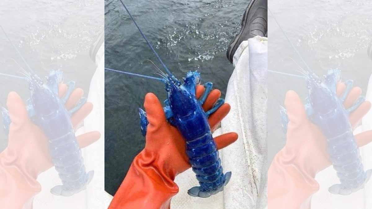Lars-Johan Larsson tweets about his extremely rare blue lobster catch.