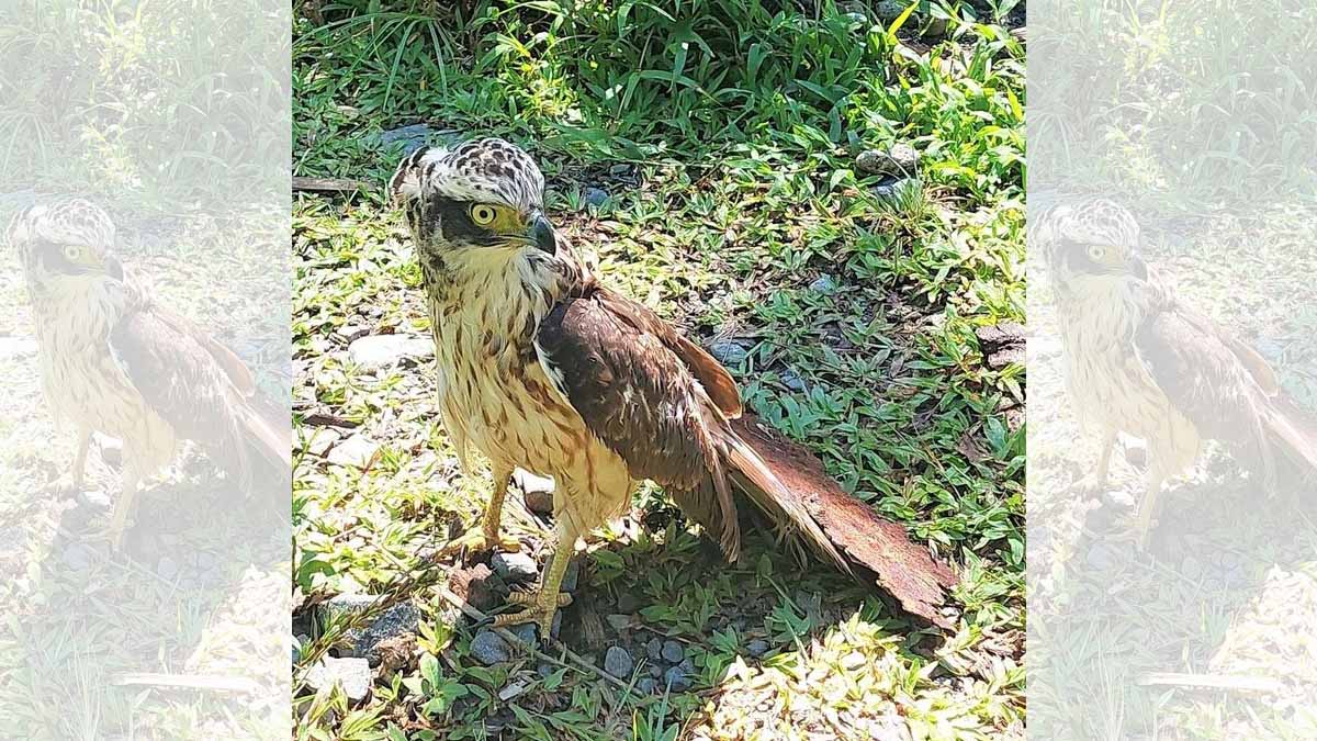 The rescued juvenile Philippine crested serpent eagle