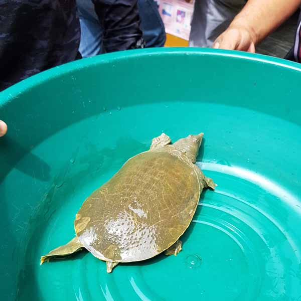 Chinese softshell turtle in a basin