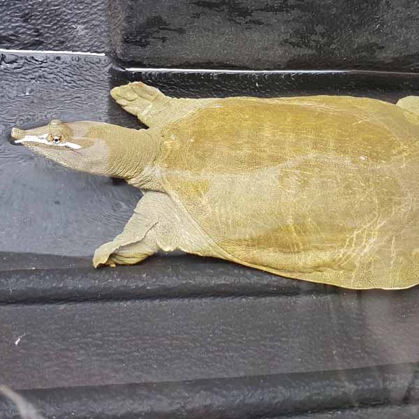 The captured Chinese softshell turtle