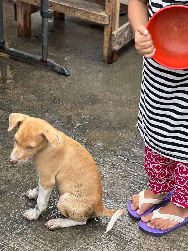 Puppy waiting for lugaw