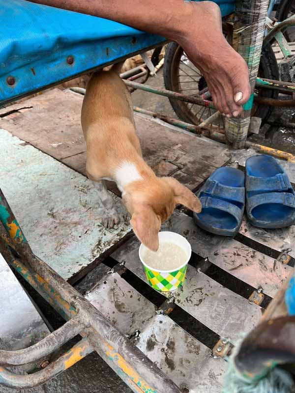 Puppy eating its lugaw