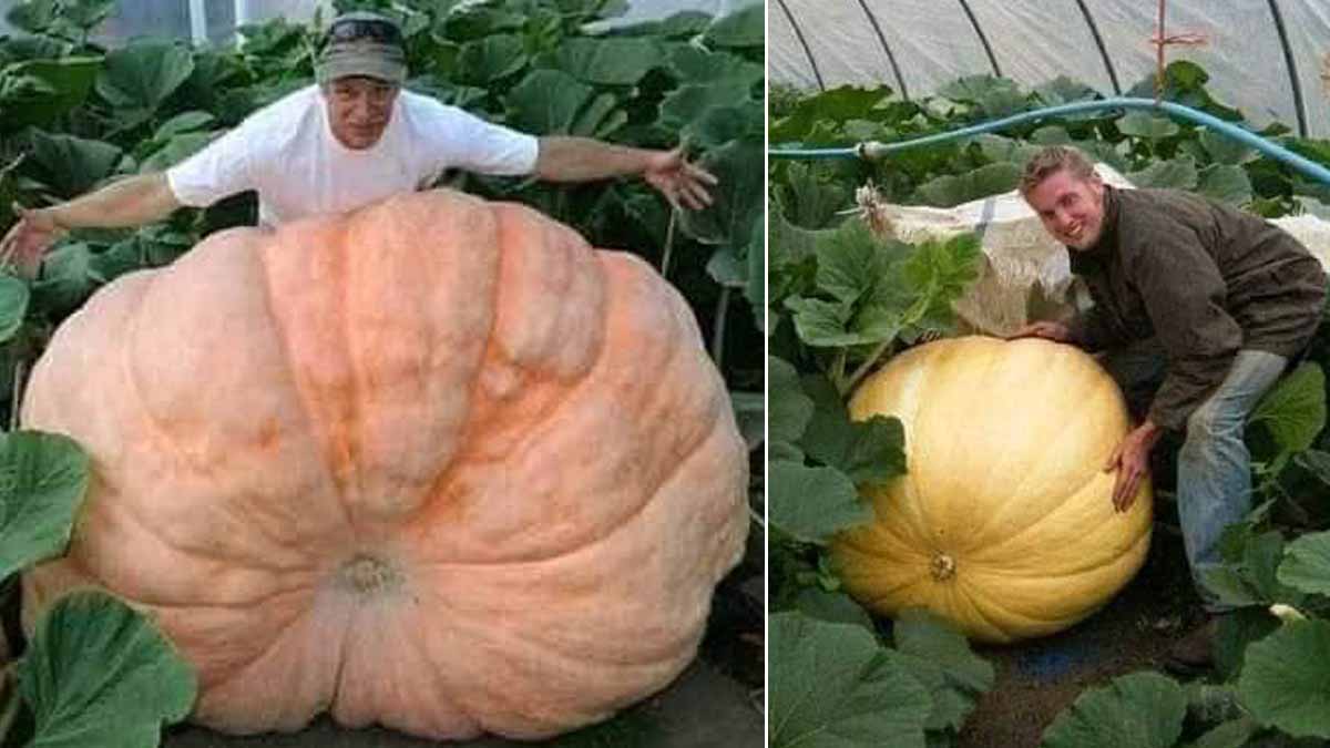 Alaskans showing giant pumpkins