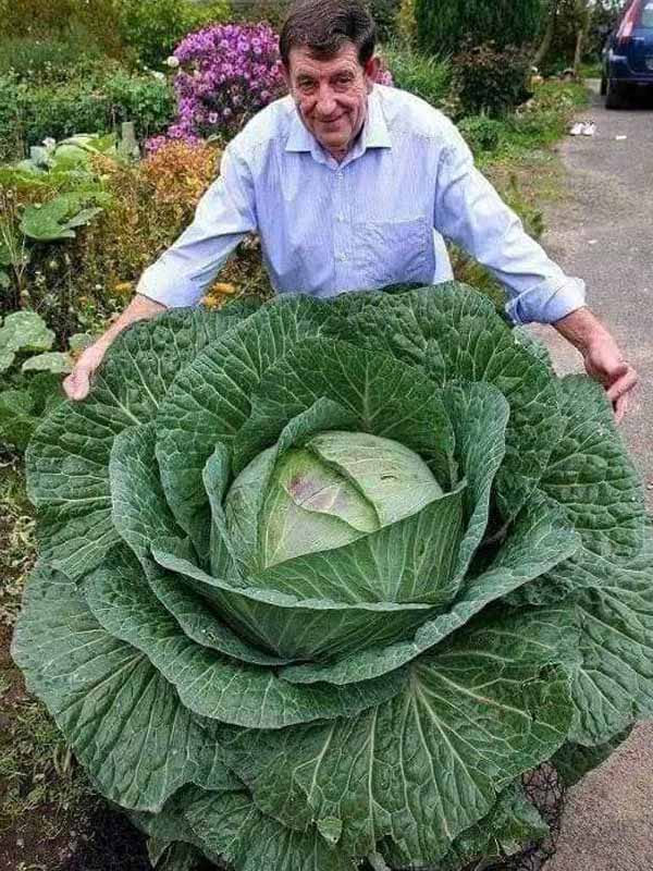 Man showing a giant cabbage