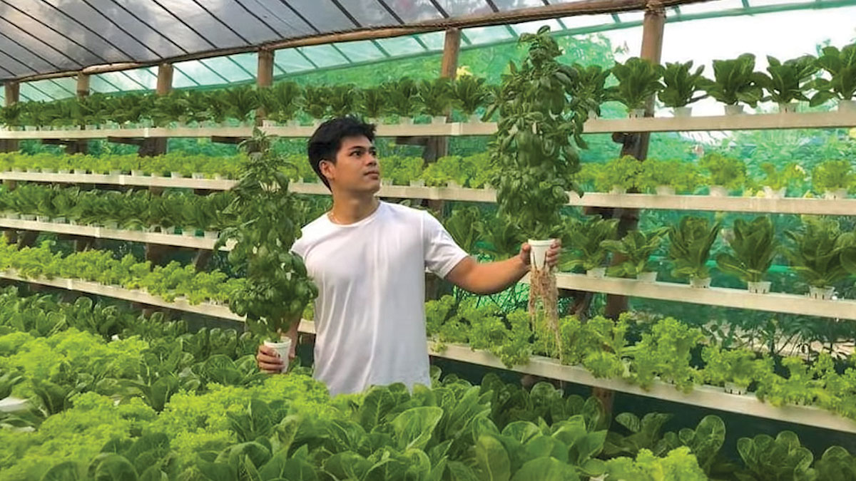 harold zapata lettuce hydroponics