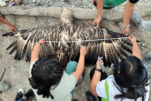 philippine eagle dead