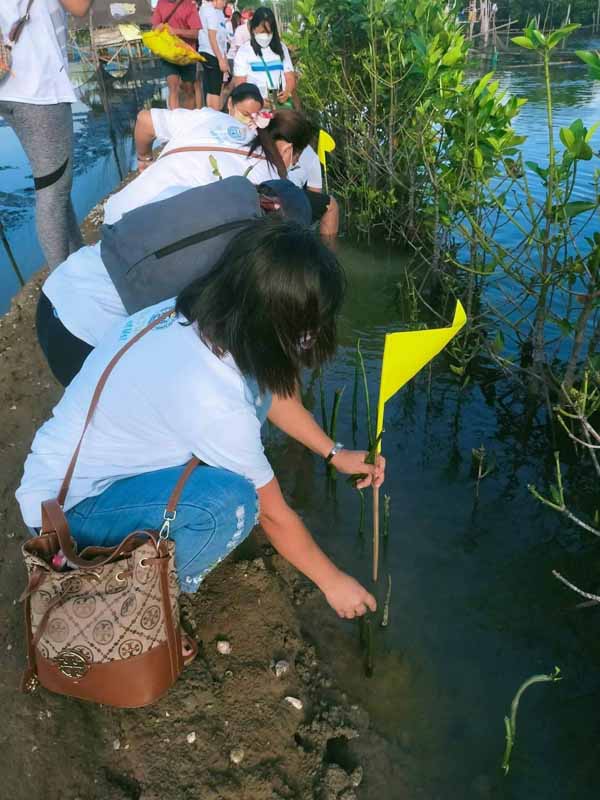 Dagupeños planting mangroves