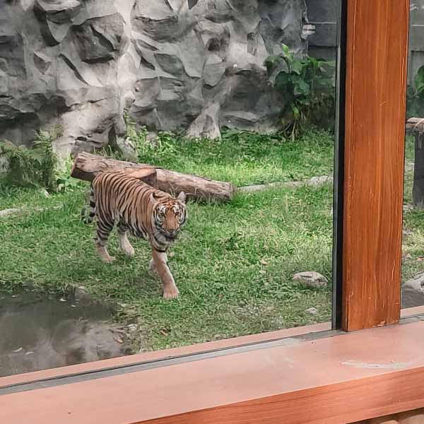 Tiger in Manila Zoo