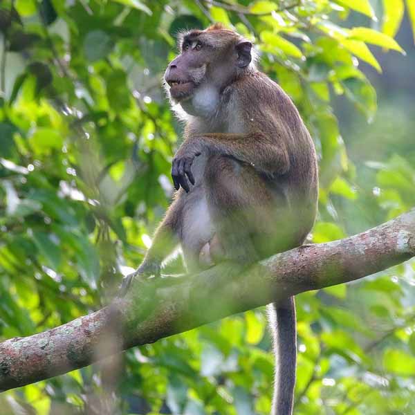 Photo of Philippine Long-tailed Macaque