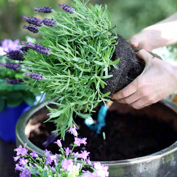 Photo of lavender plant