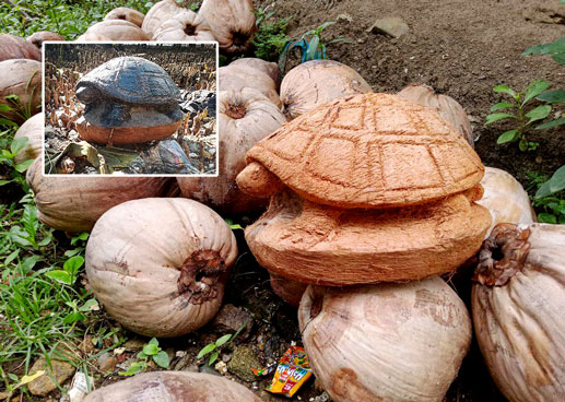 turtle sculpture coconut husk