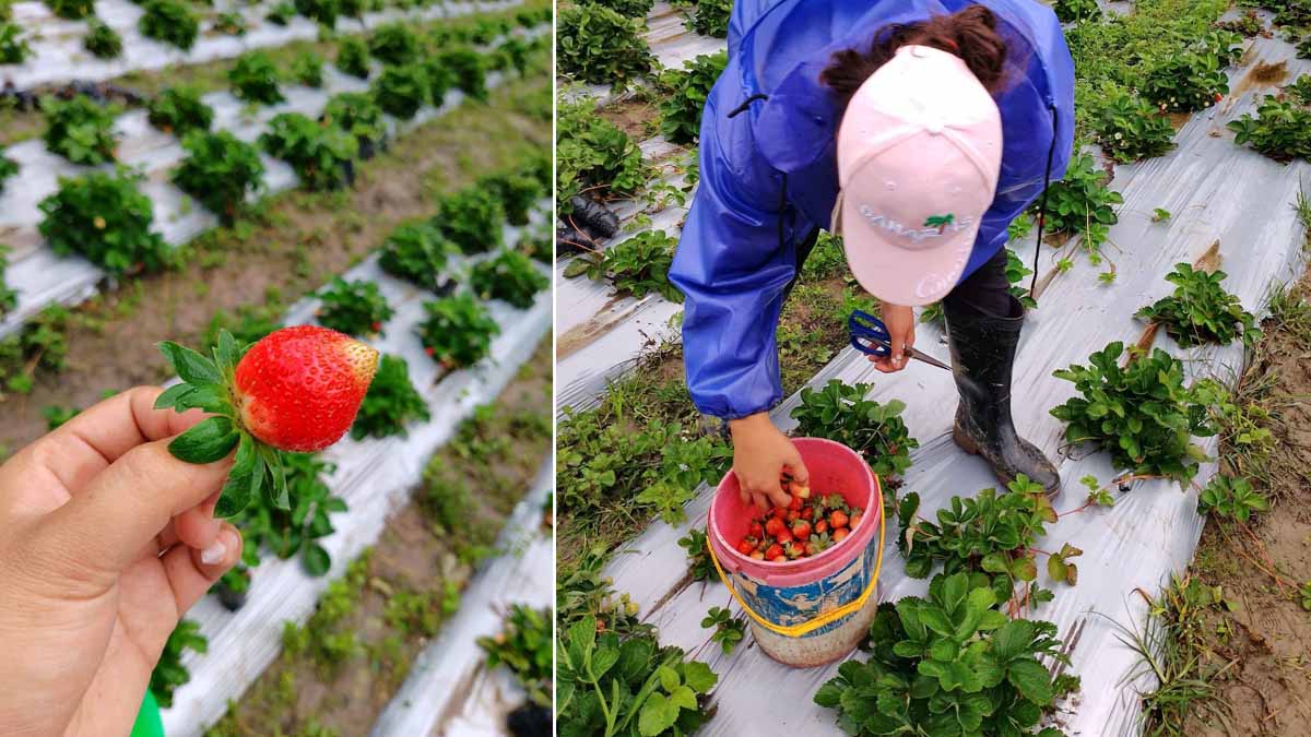Photos of strawberries from Lansad Farm