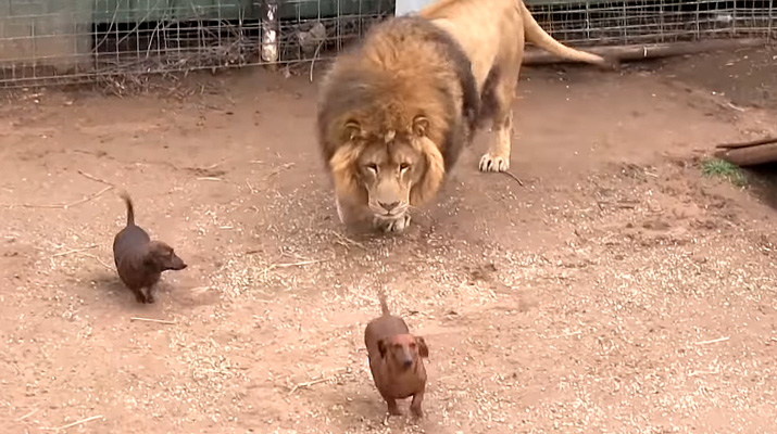 lion and dachshund dogs