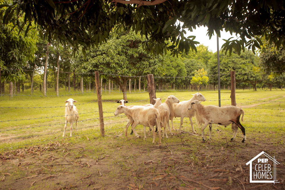 Bea Alonzo on PEP Celeb Homes featuring her farm in Zambales called Beati Firma 