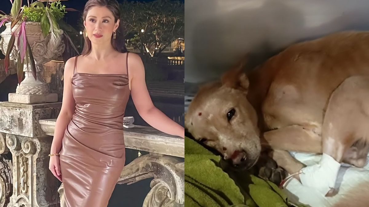 Carla Abellana saves dog run over by a vehicle at NLEX